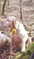 Setter Anglais BESINO'S EANTAS Setter Anglais BESINO'S EANTAS